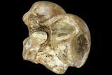 Fossil Horse Bone (Talus) - Rhine River, Germany #111900-3